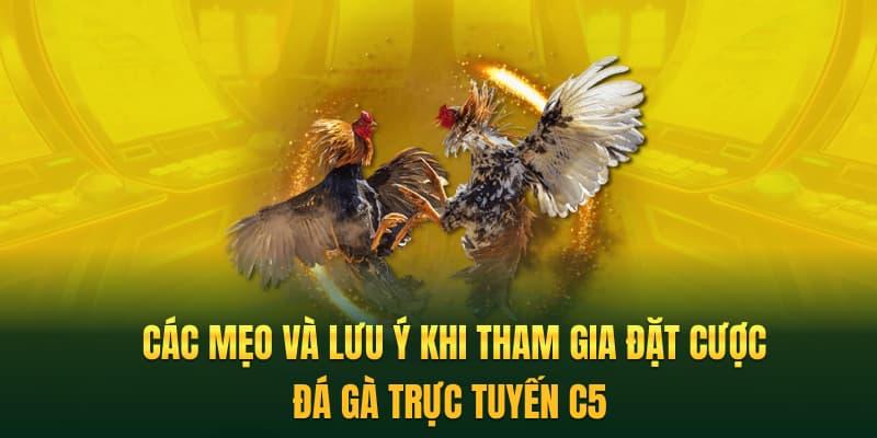 Các mẹo và lưu ý khi tham gia đặt cược đá gà trực tuyến C5