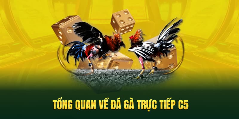 Tổng quan về đá gà trực tiếp C5 